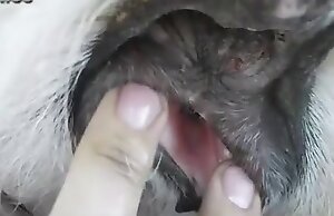 Cảnh sex góc nhìn thứ nhất với một chú chó đang dâm đãng trong video khiêu dâm ở sở thú